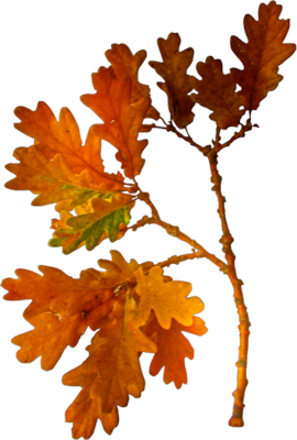 Image8.png